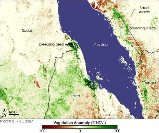 Locust Swarms Develop on the Red Sea Coast