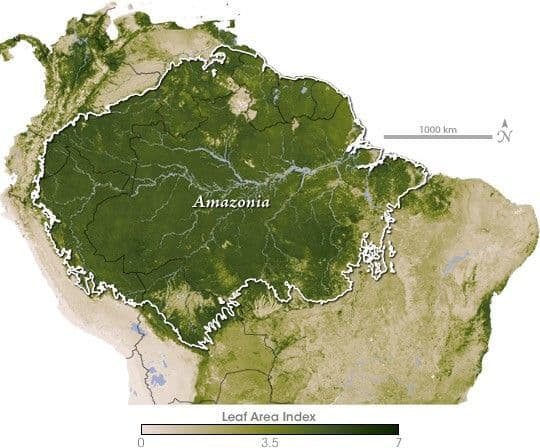 Leaf Area Index, South America