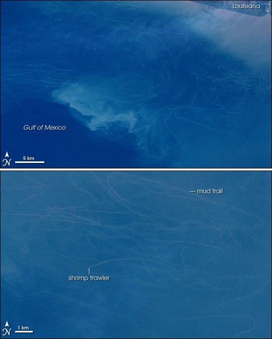 Mudtrails from Fishing Trawlers in Gulf of Mexico