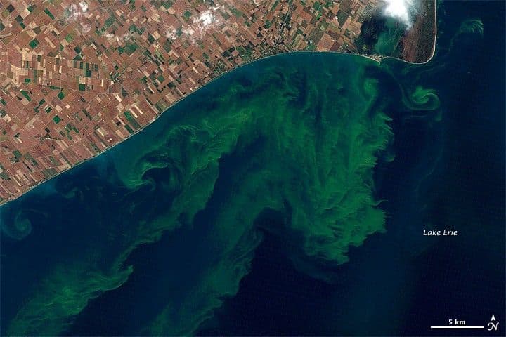 Toxic Algae Bloom in Lake Erie