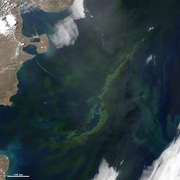 Blooming Waters off Argentina
