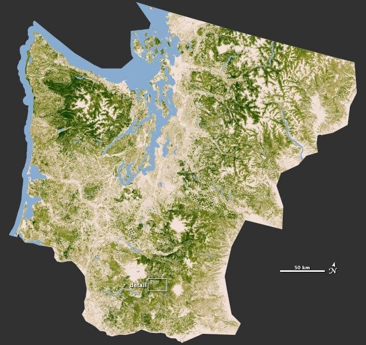 Closeup on Forests of the Pacific Northwest