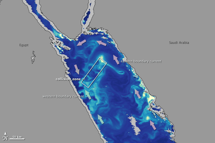 Chlorophyll and Currents in the Red Sea
