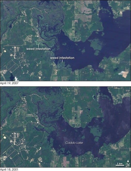 Weed Infestation in Caddo Lake