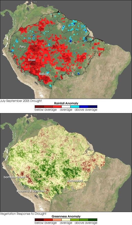 Amazon Stands Up to 2005 Drought
