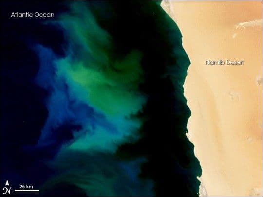 Phytoplankton Bloom off Namibia