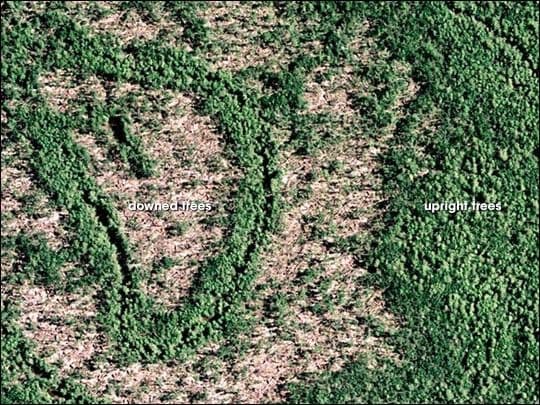 Katrina Damage to Gulf Coast Forests