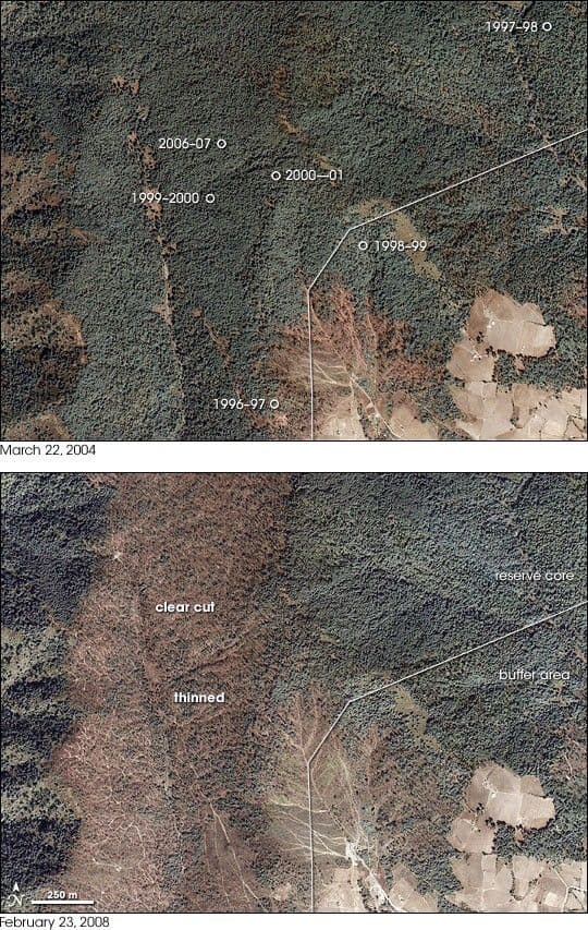 Deforestation in Monarch Butterfly Reserve
