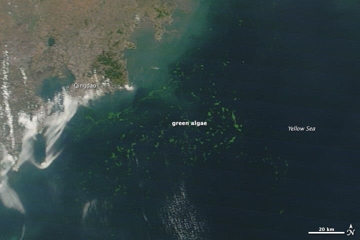 Extensive Bloom in the Yellow Sea