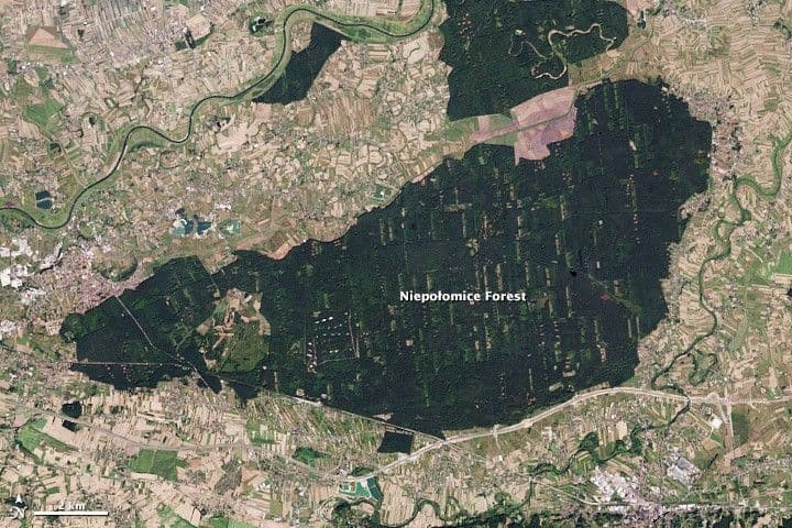 A Polish Royal Forest