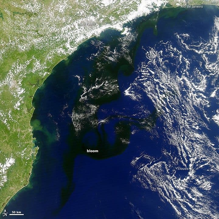 A Dark Bloom in the South Atlantic
