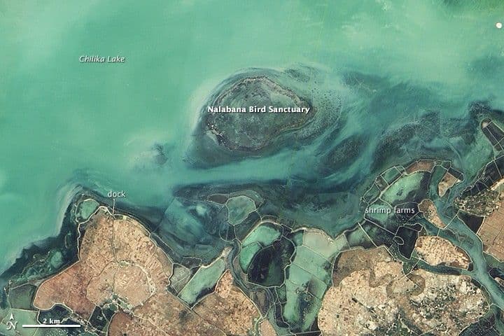 Chilika Lake and Nalabana Bird Sanctuary