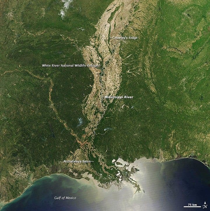 Forests of the Mississippi Alluvial Plain