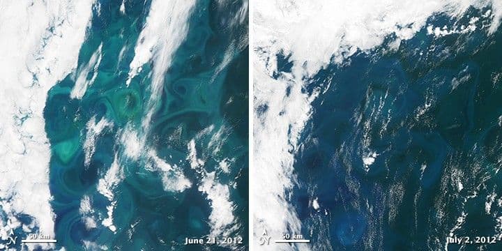 Demise of a Phytoplankton Bloom