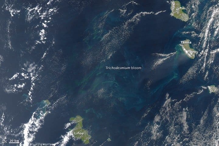 “Sea Sawdust” in the Southwest Pacific Ocean