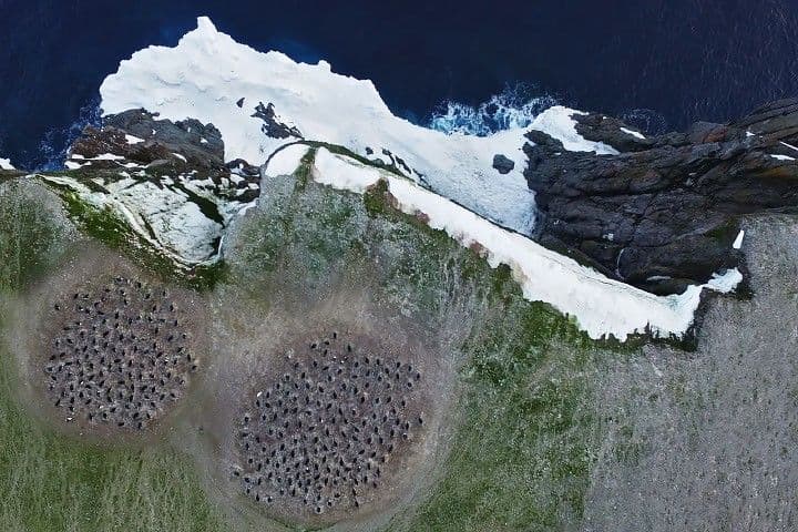 Pink Penguin Guano Provides Diet Clues