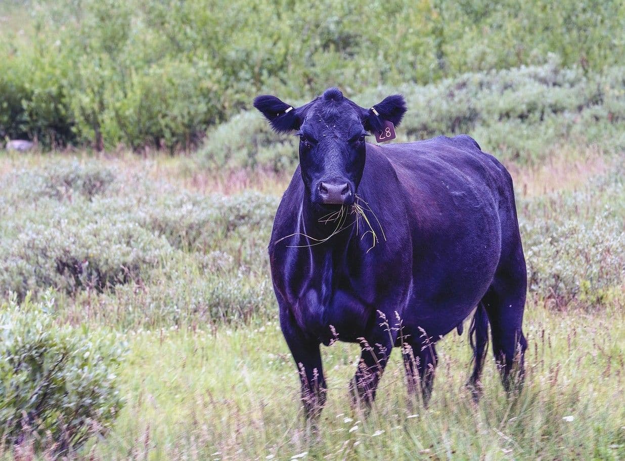 Meat of the Matter: Colorado River Over-Consumed