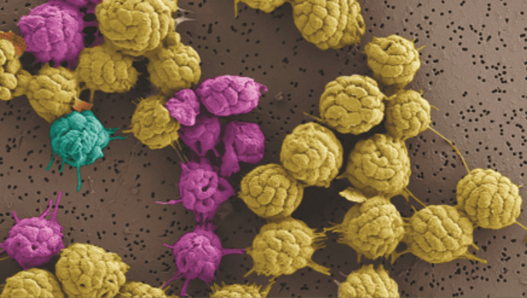 NASA Research Examines the Multicellular Behavior of Unique Bacteria