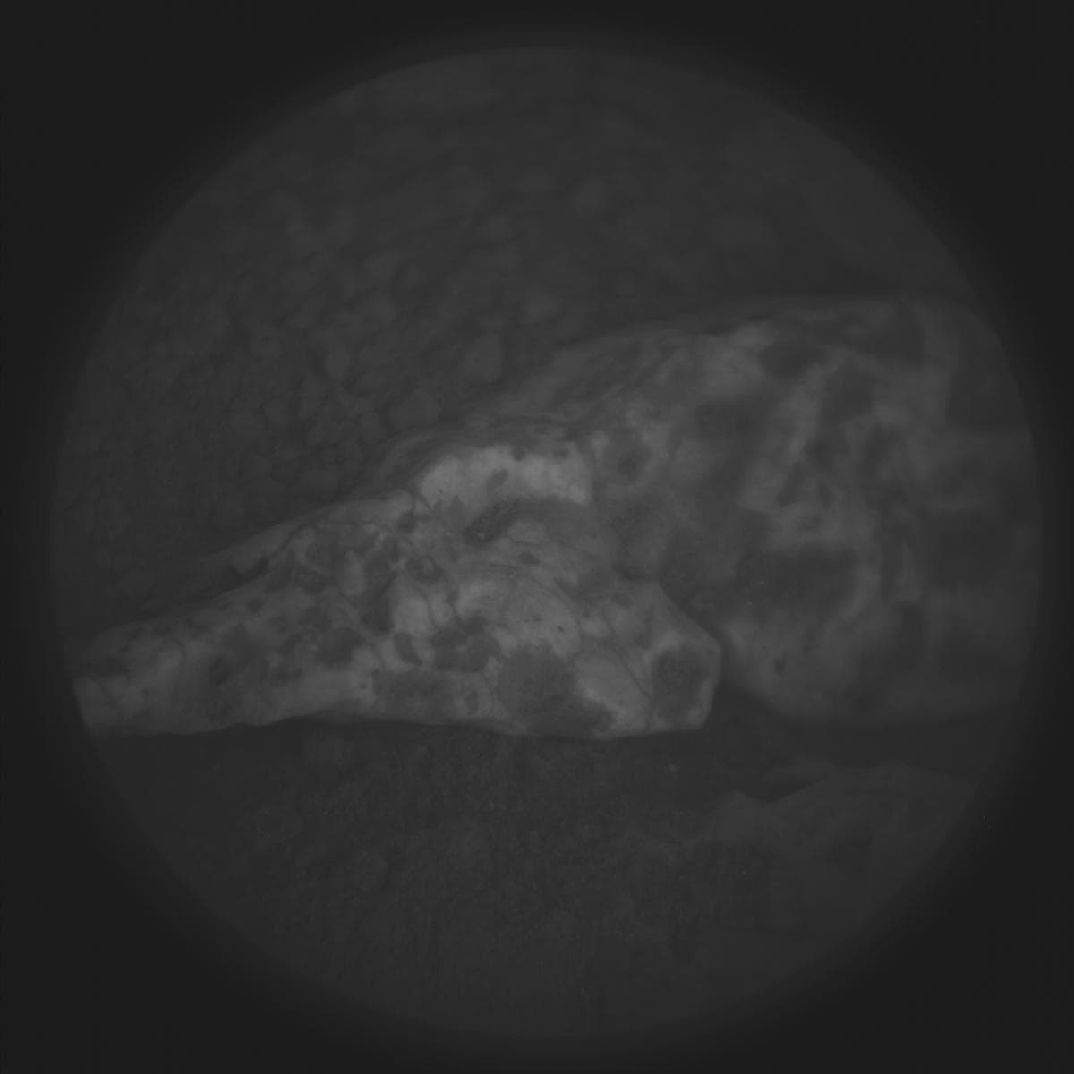 Mars image captured by SUPERCAM_RMI on Perseverance