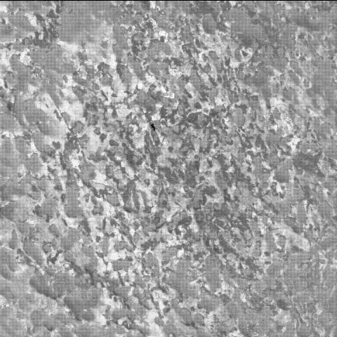 Mars image captured by SHERLOC_WATSON on Perseverance
