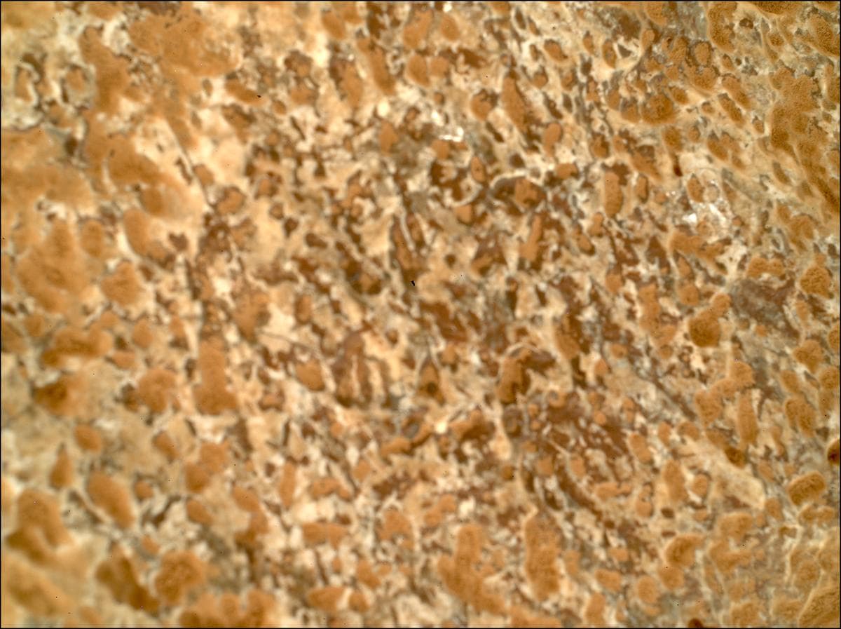Mars image captured by SHERLOC_WATSON on Perseverance