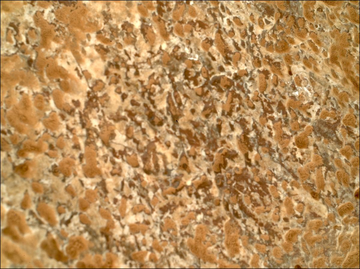 Mars image captured by SHERLOC_WATSON on Perseverance