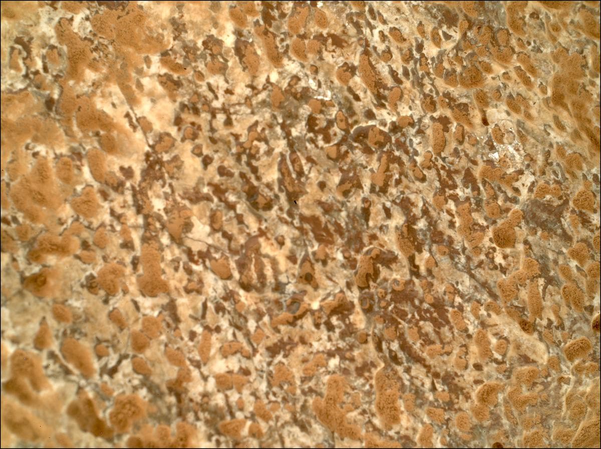 Mars image captured by SHERLOC_WATSON on Perseverance