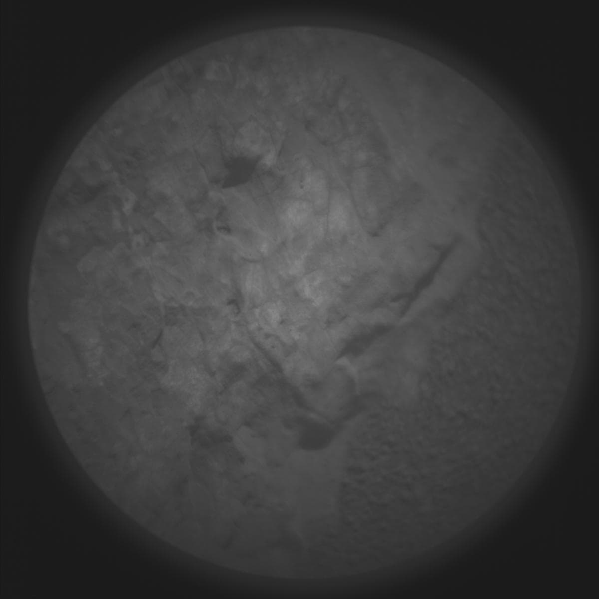 Mars image captured by SUPERCAM_RMI on Perseverance