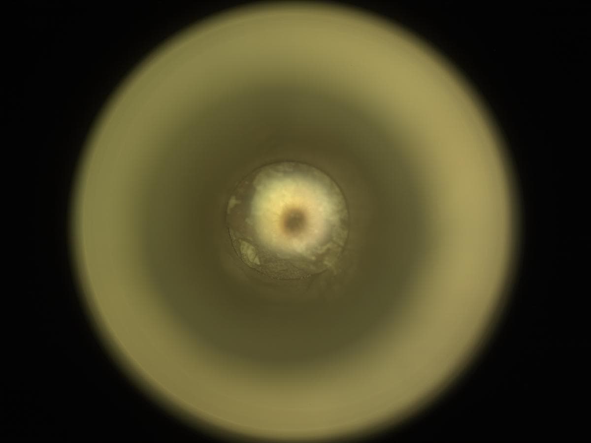 Mars image captured by CACHECAM on Perseverance
