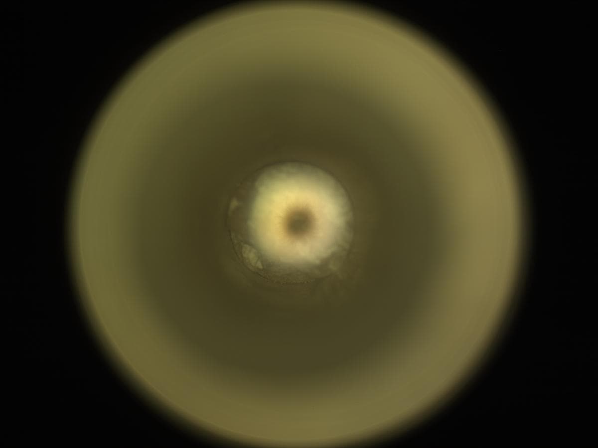 Mars image captured by CACHECAM on Perseverance