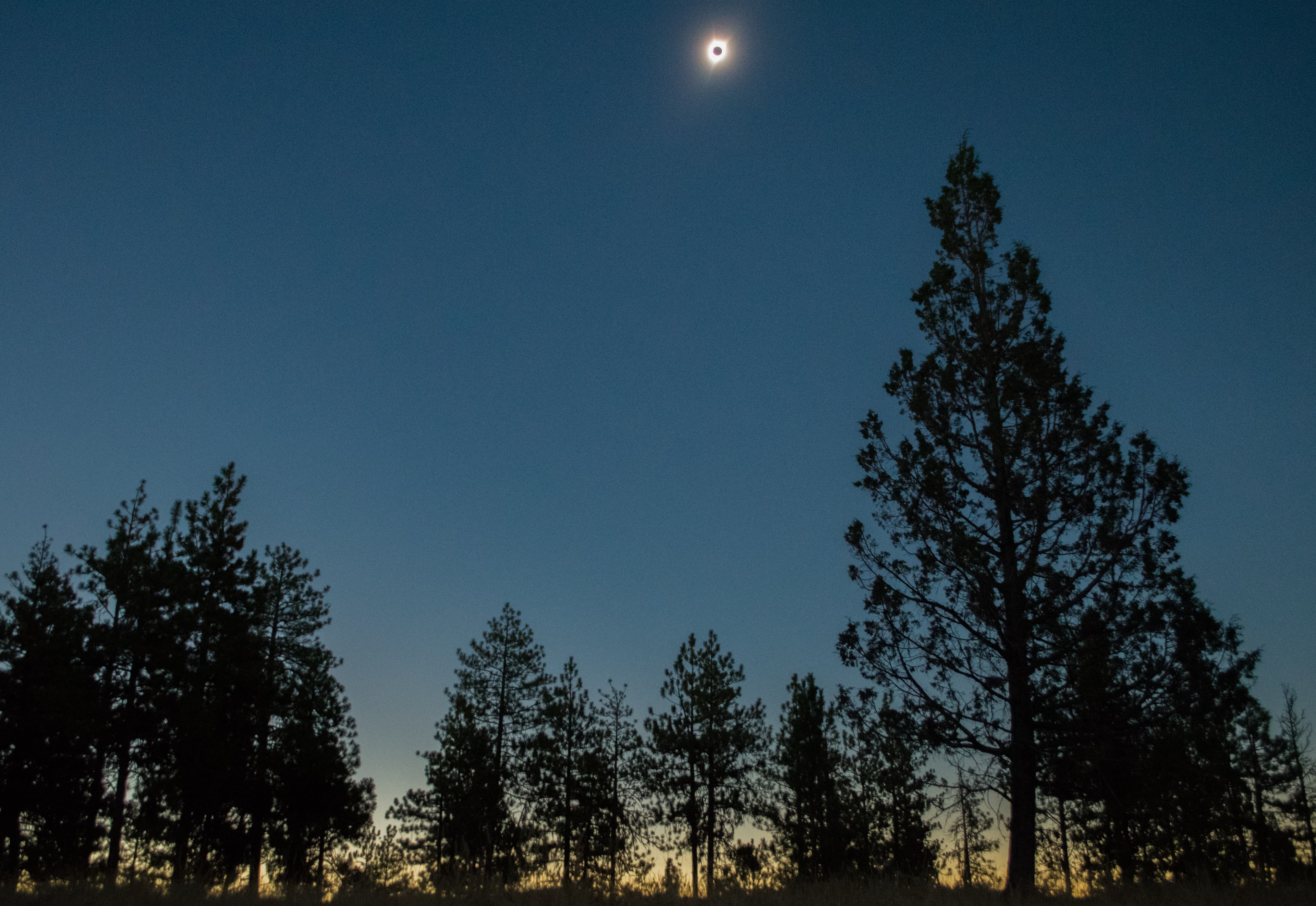 Observe How Eclipses Impact Wildlife with the Eclipse Soundscapes Project