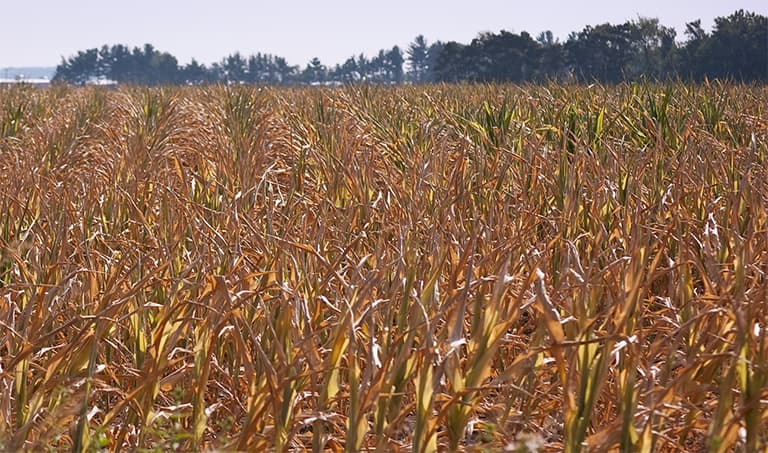 NASA’s ECOSTRESS will monitor plant health