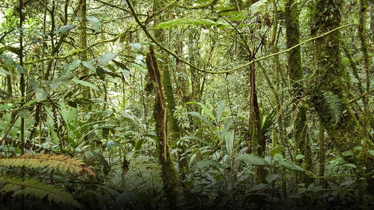 NASA finds good news about forests and carbon dioxide