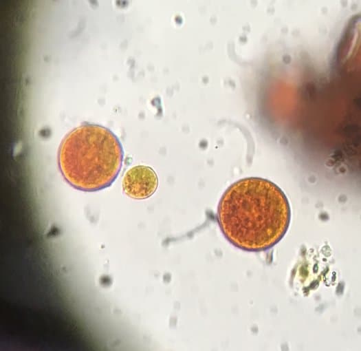 Study Examines how Viruses affect Algal Blooms in Snow