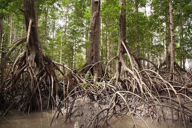 Protecting Wetlands in Southeast Asia Could Reduce Area’s Carbon Emissions